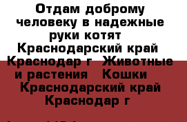 Отдам доброму человеку в надежные руки котят - Краснодарский край, Краснодар г. Животные и растения » Кошки   . Краснодарский край,Краснодар г.